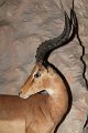 Pferd_Jagd   027